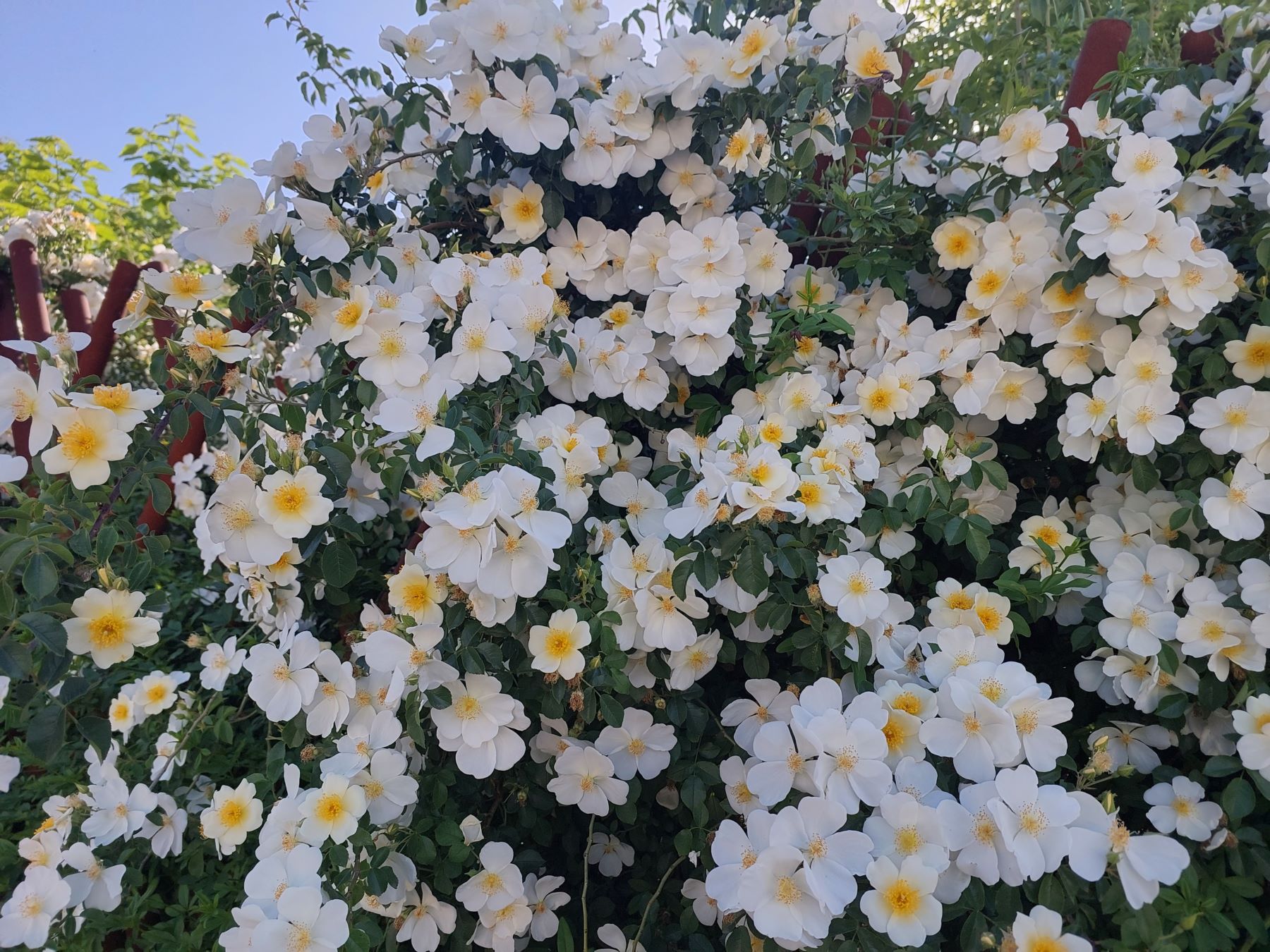 فروش باغ ویلا نزدیک شیراز